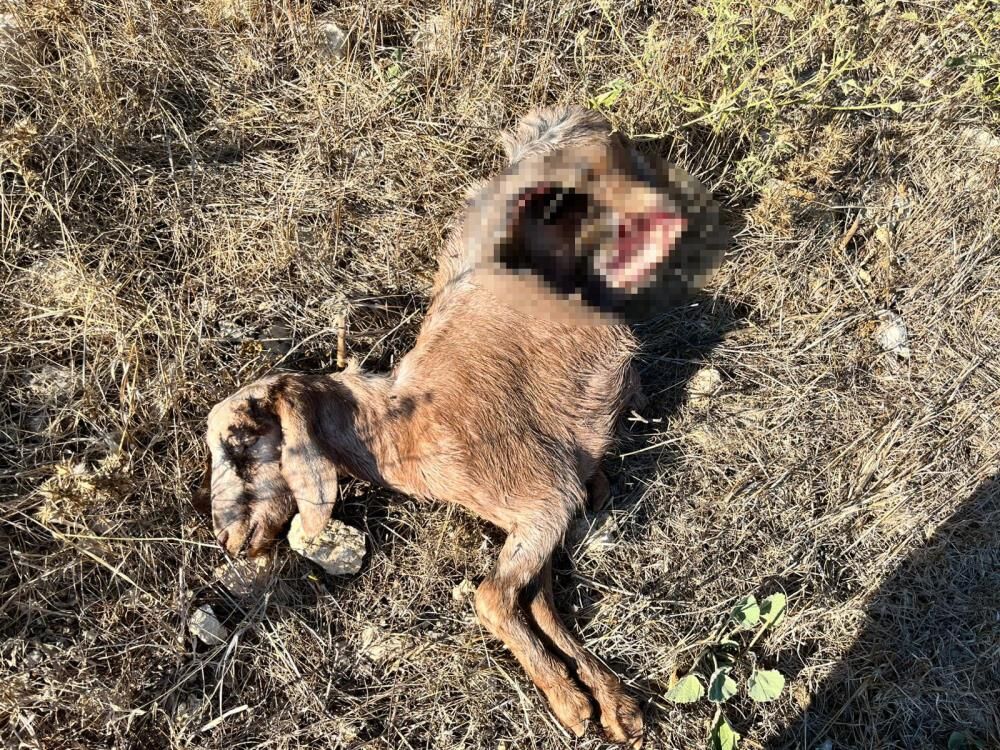 Keçilerini Parçalanmış Halde Buldu