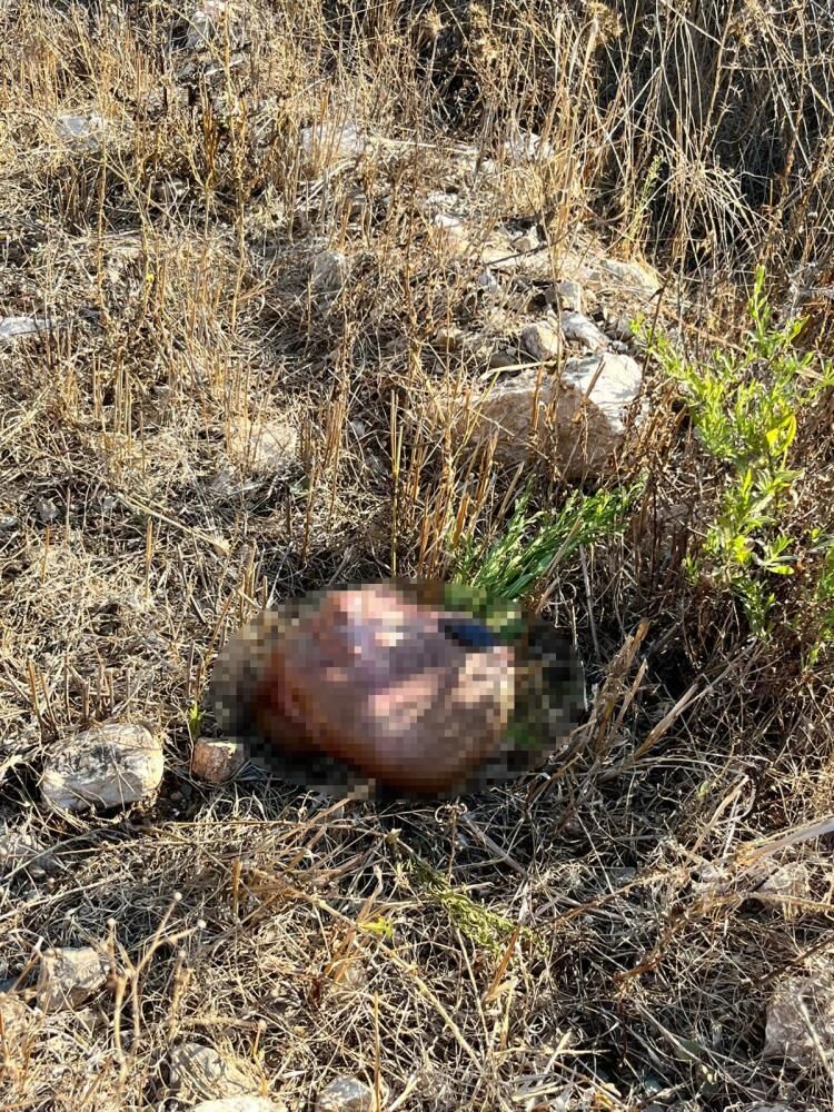 Keçilerini Parçalanmış Halde Buldu3