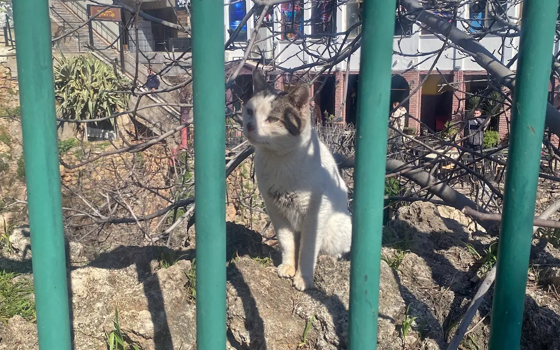 Antalya Falezlerinde Kedi Paniği A W649224 05