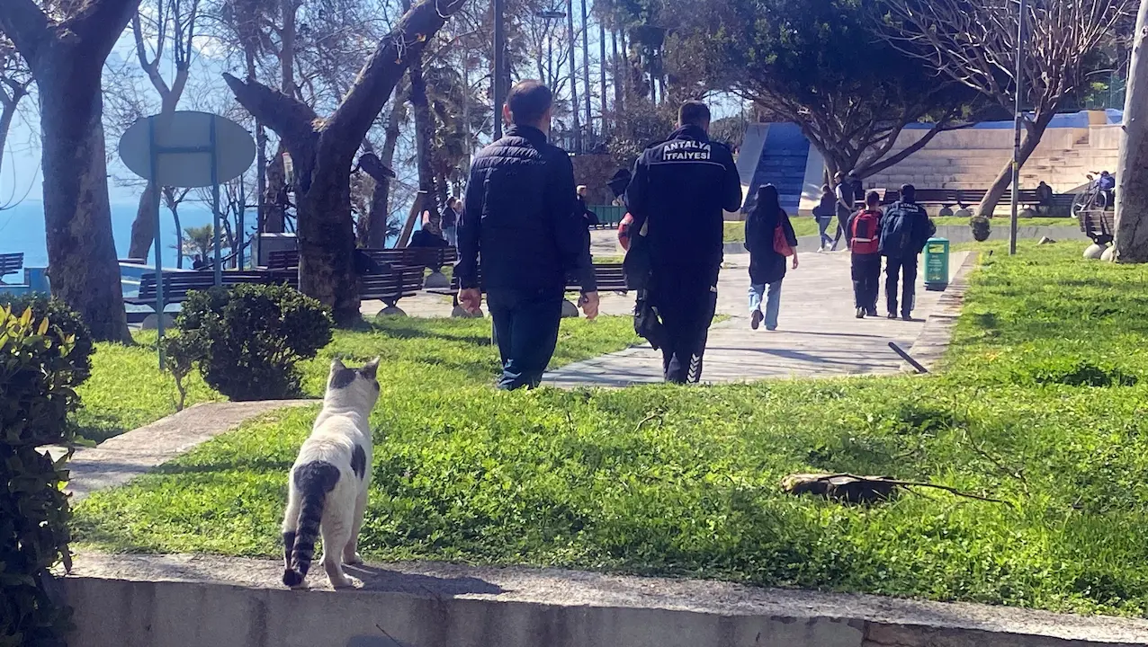Antalya Falezlerinde Kedi Paniği A W649224 06