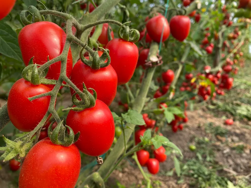 Antalya Pazarlarında Tane Dönemi Kapıda A W652862 02