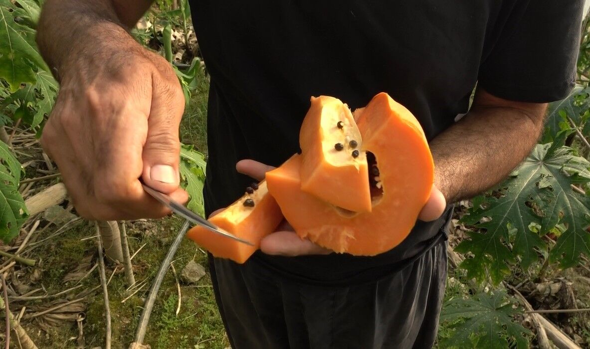 Alanya Papaya (3)