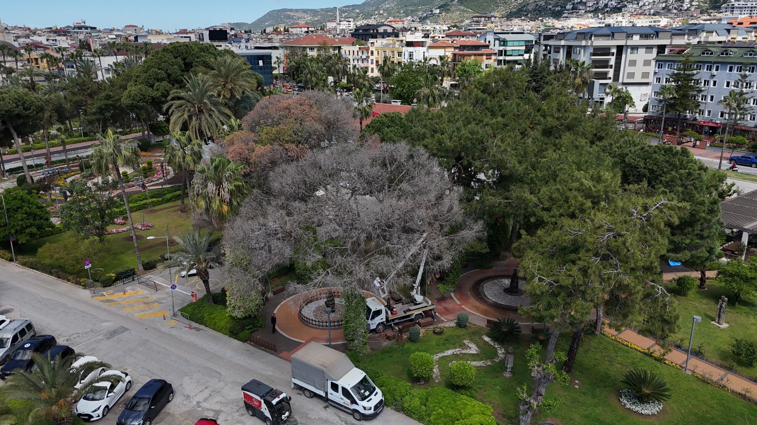 Alanya’da Böcek Alarmı (4)