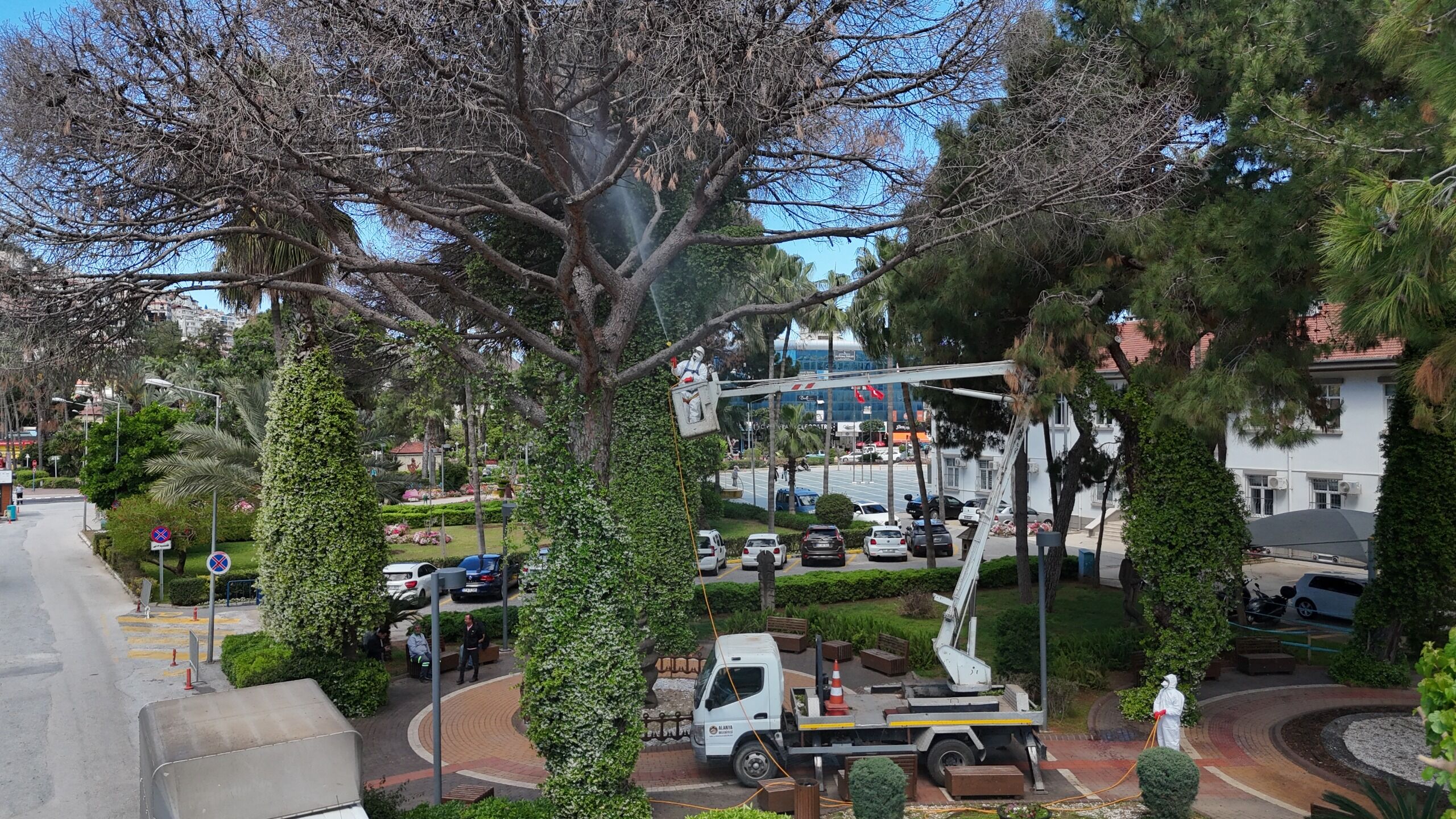 Alanya’da Böcek Alarmı (7)
