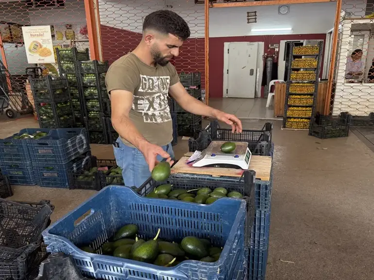 Avokado Üreti̇m 2