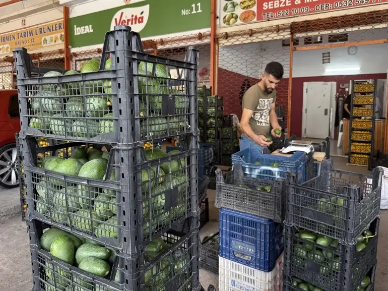 Avokado Üreti̇m