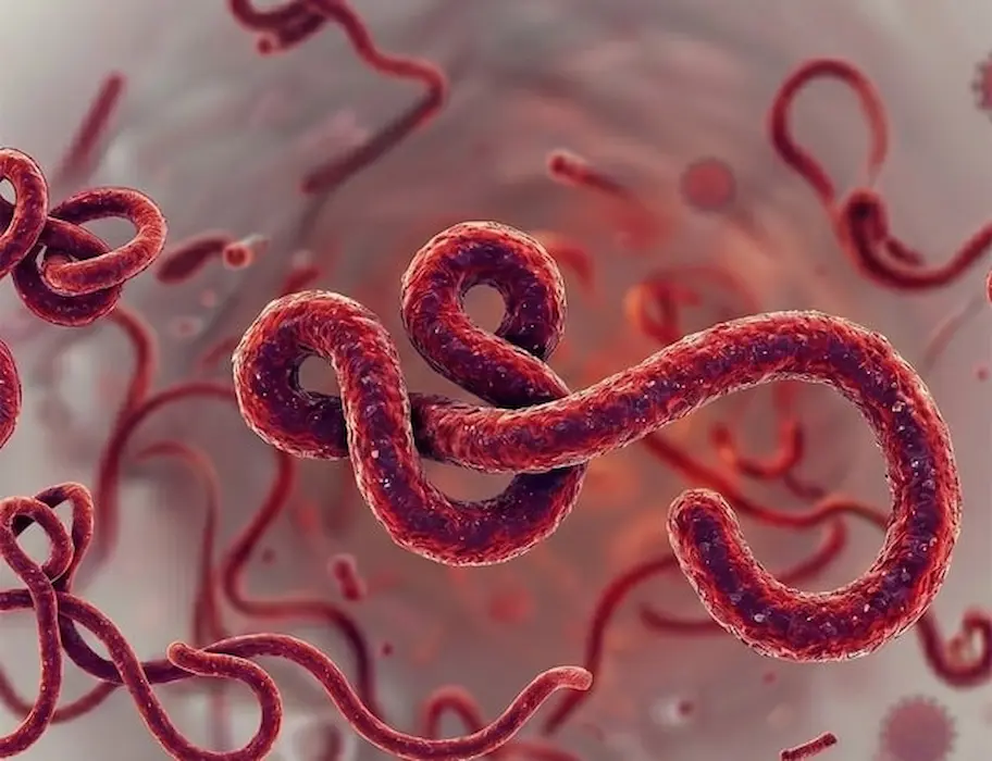 Ebola (3)