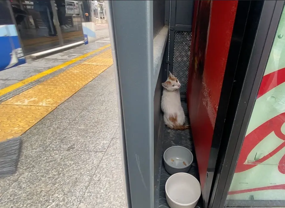 Tramvay Kedi (3)