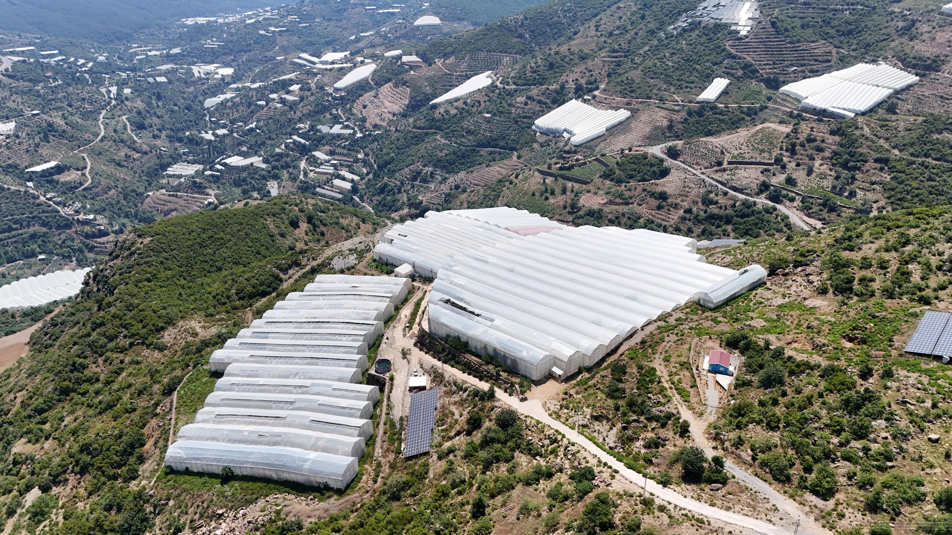 Alanya'da Üreticiden 30 Liraya Çıktı! Muz Pazarda 100 Lira (3)