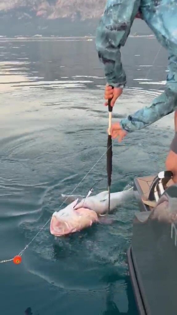 Antalya'da 56 Kilogramlık Kuzu Balığı Yakalandı (2)