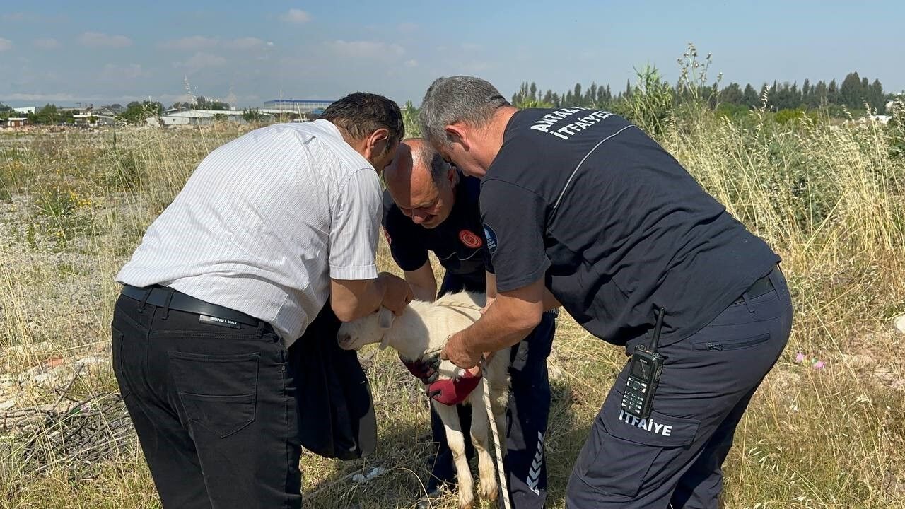 Antalya'da Çukura Düşen Oğlak (1)