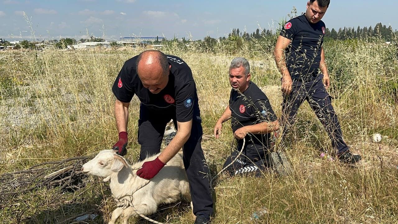 Antalya'da Çukura Düşen Oğlak (2)