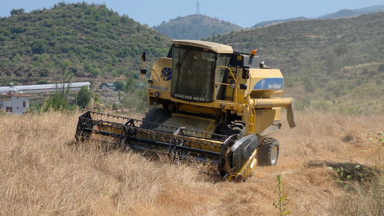 Gazipaşa'da Ata Tohumu Korunuyor! Karakılçık Hasadı Başladı (3)