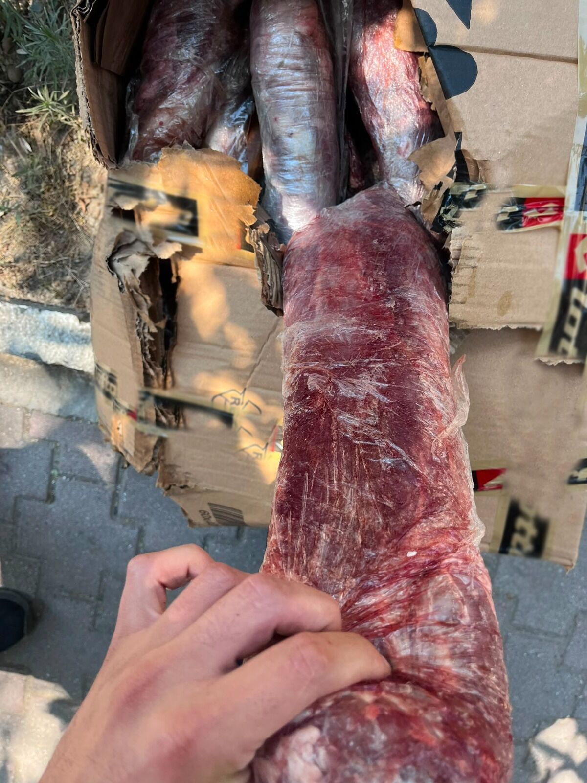 Alanya'da Gıda Skandalını Ihbar Ortaya Çıkardı! Bu Etleri Yedireceklerdi (1)