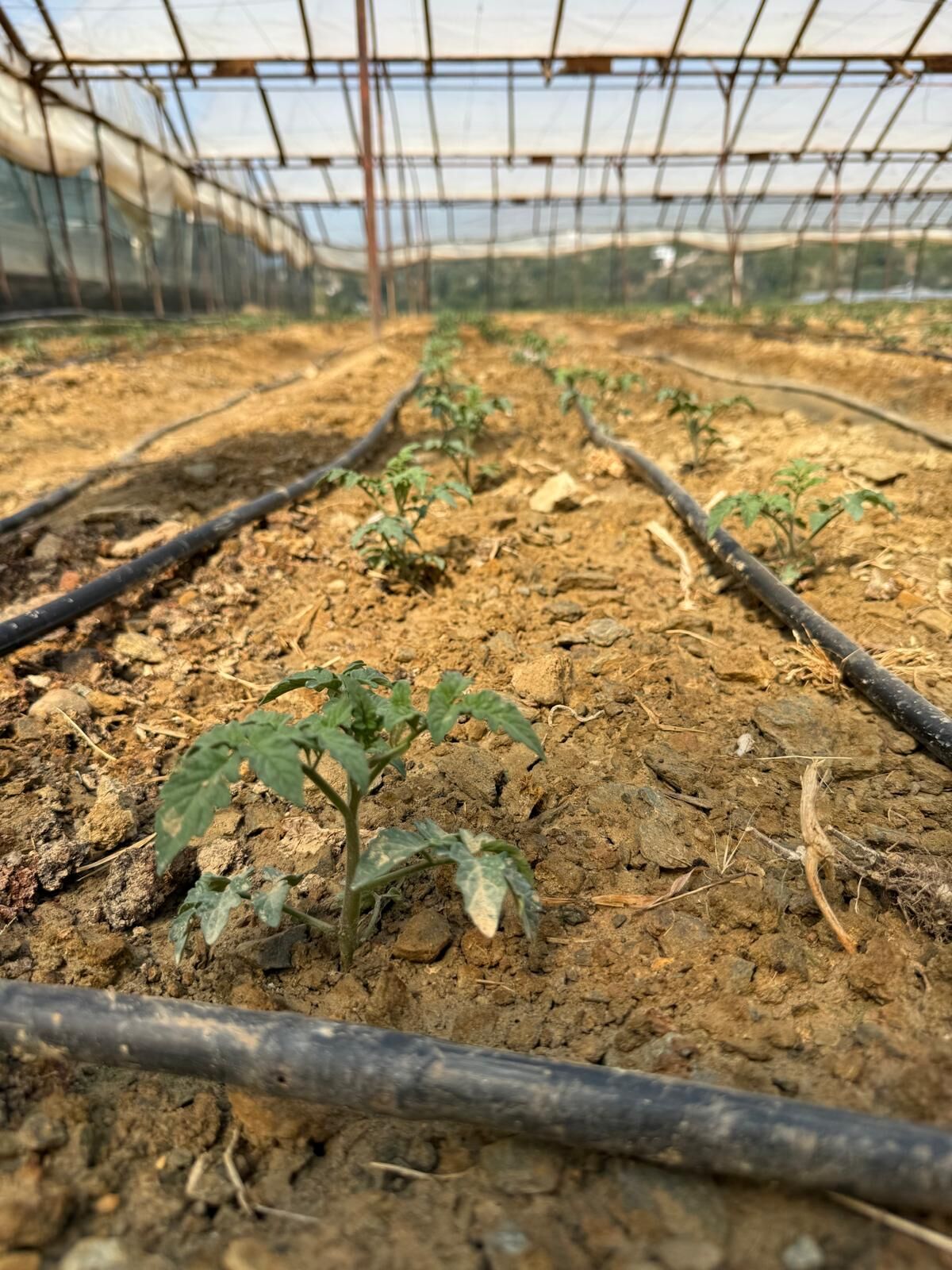 Alanya’da Ilk Dikimler Başladı 2 Ay Sonra Hasat Var (3)