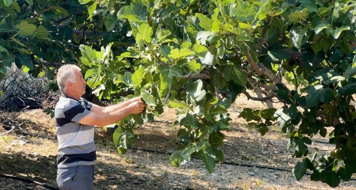 Antalya'da Üreticinin Beklentisi Değişti! İncirde Kayıp Bekleniyor (1)