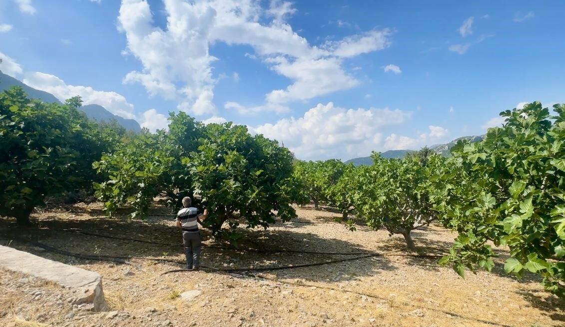 Antalya'da Üreticinin Beklentisi Değişti! İncirde Kayıp Bekleniyor (3)