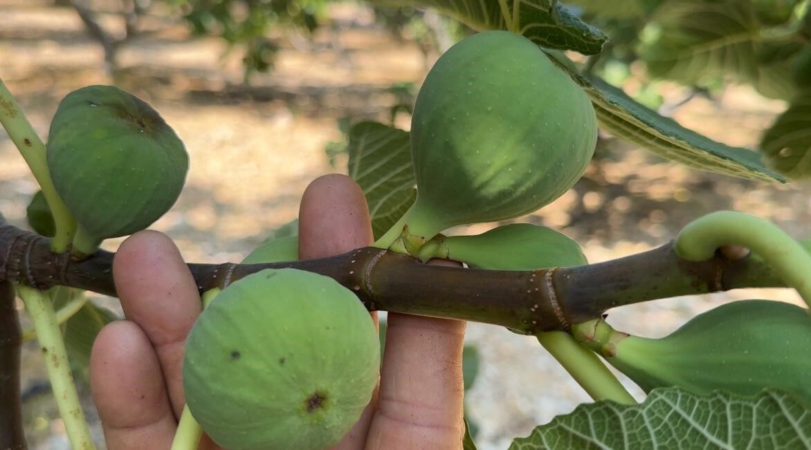 Antalya'da Üreticinin Beklentisi Değişti! İncirde Kayıp Bekleniyor (4)