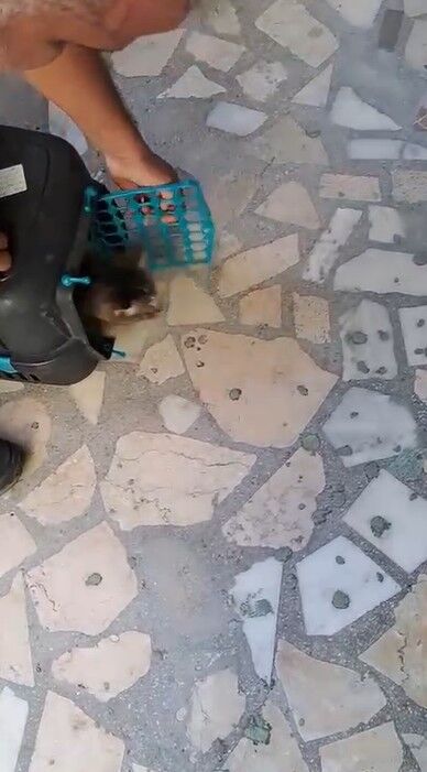 Alanya'da Kedi Için Seferber Oldular (1)