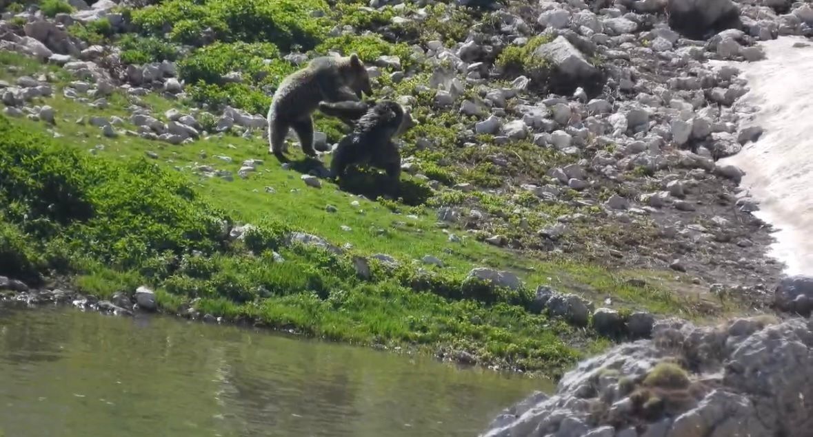 Antalya'nın Yaylasına Indiler! Ayıları Gören Gözlerine Inanamadı (2)