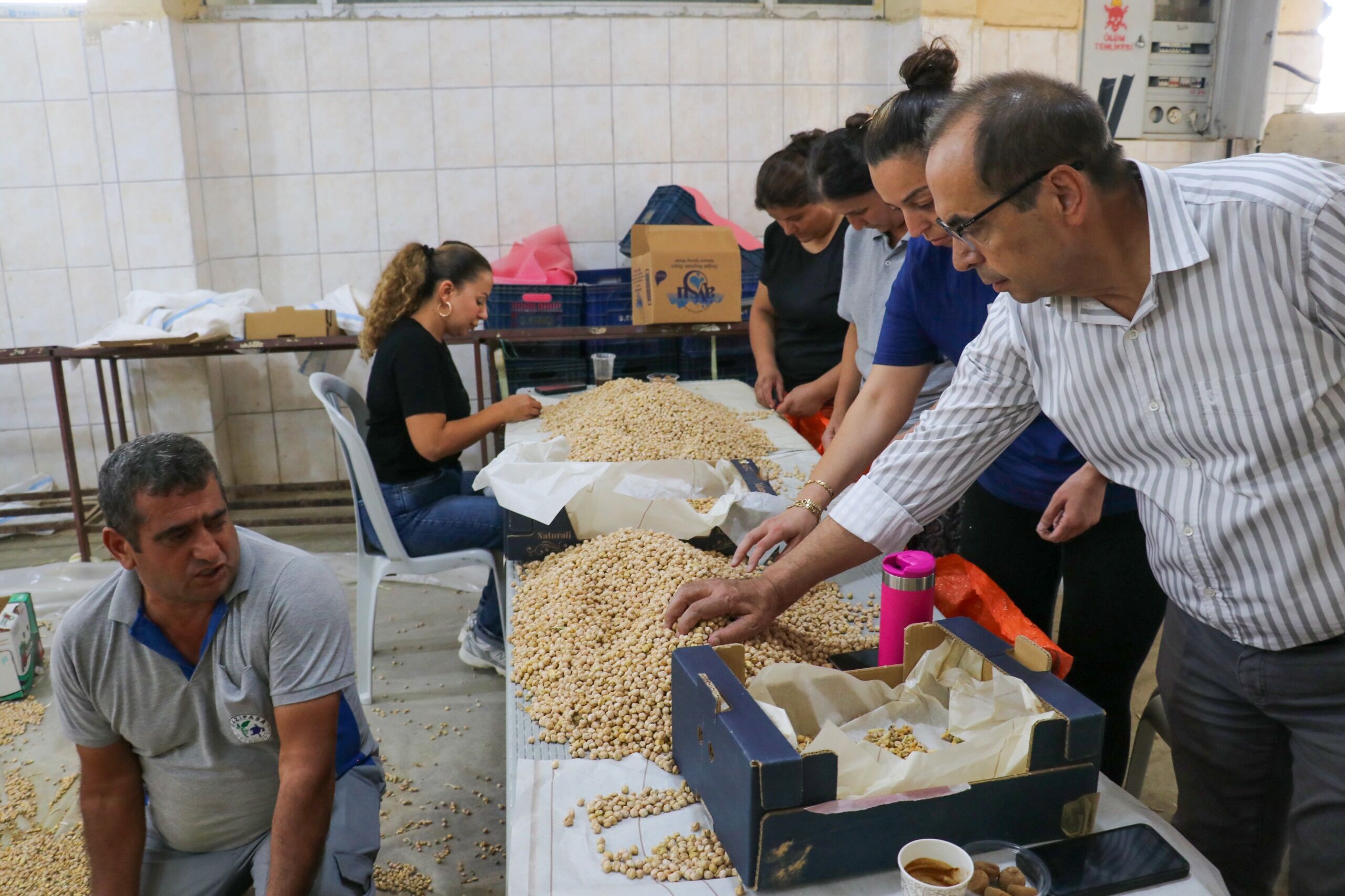 Gazipaşa’nın Atıl Arazileri Bereket Saçıyor! Cimbiti Nohudu Görücüye Çıkıyor (1)