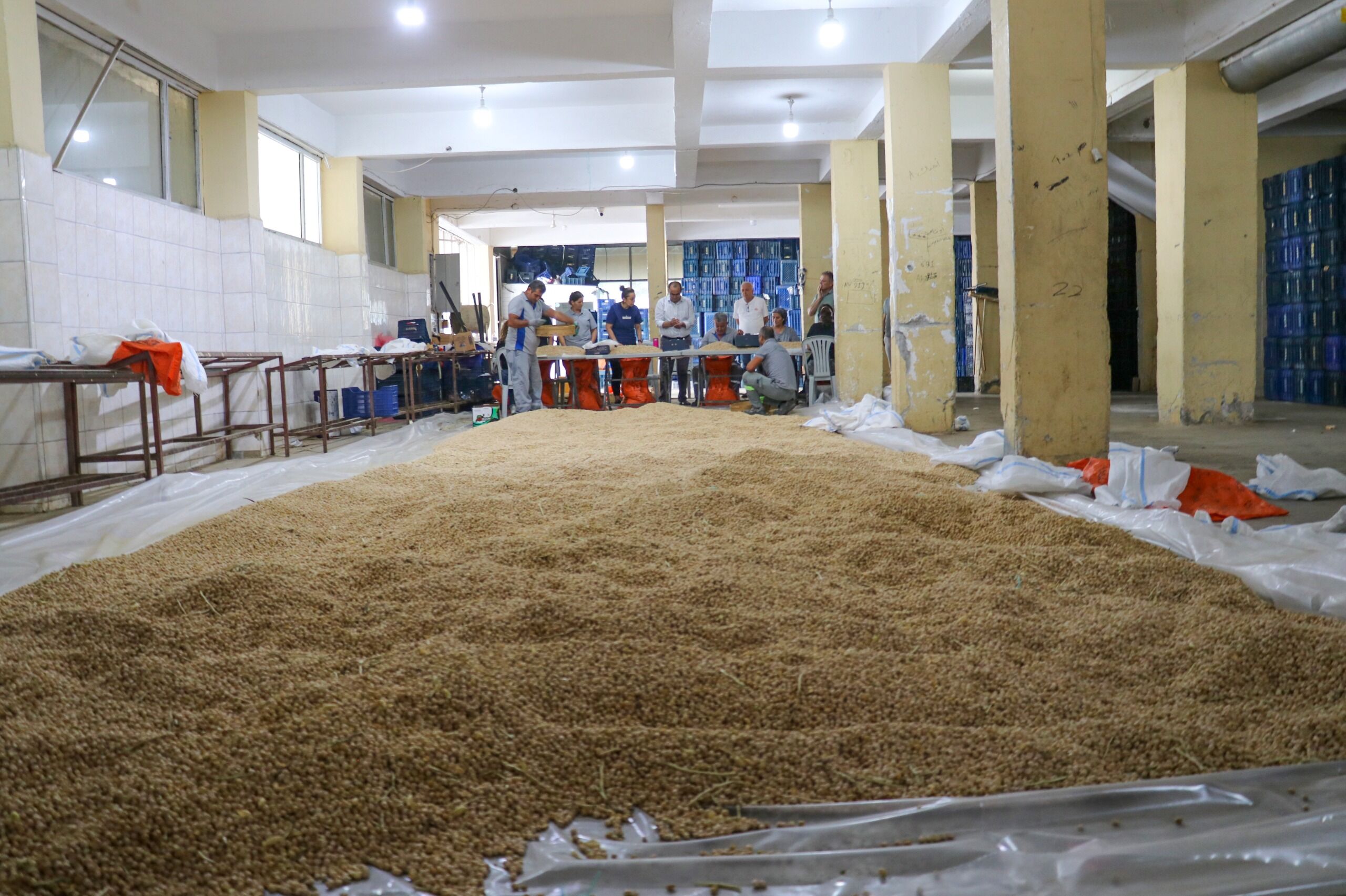 Gazipaşa’nın Atıl Arazileri Bereket Saçıyor! Cimbiti Nohudu Görücüye Çıkıyor (5)