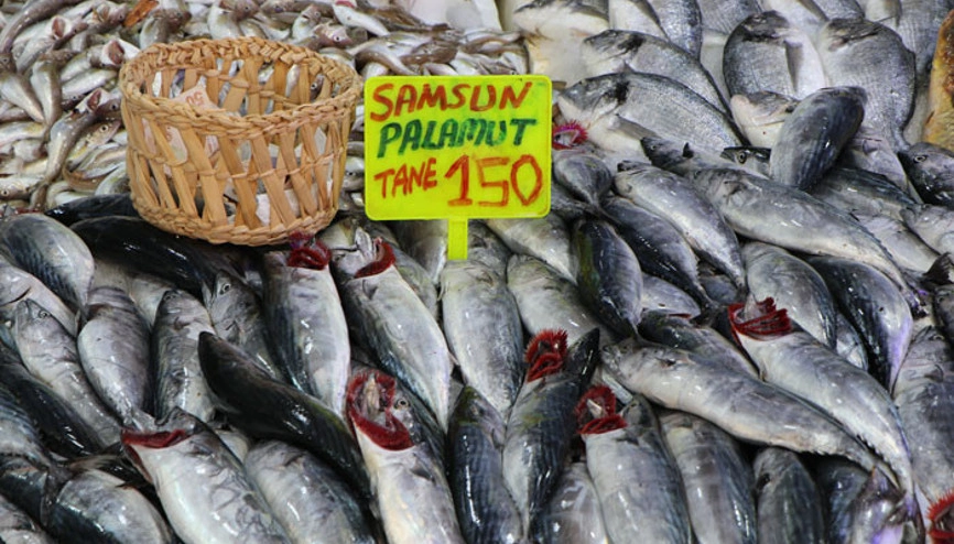Palamut (3)