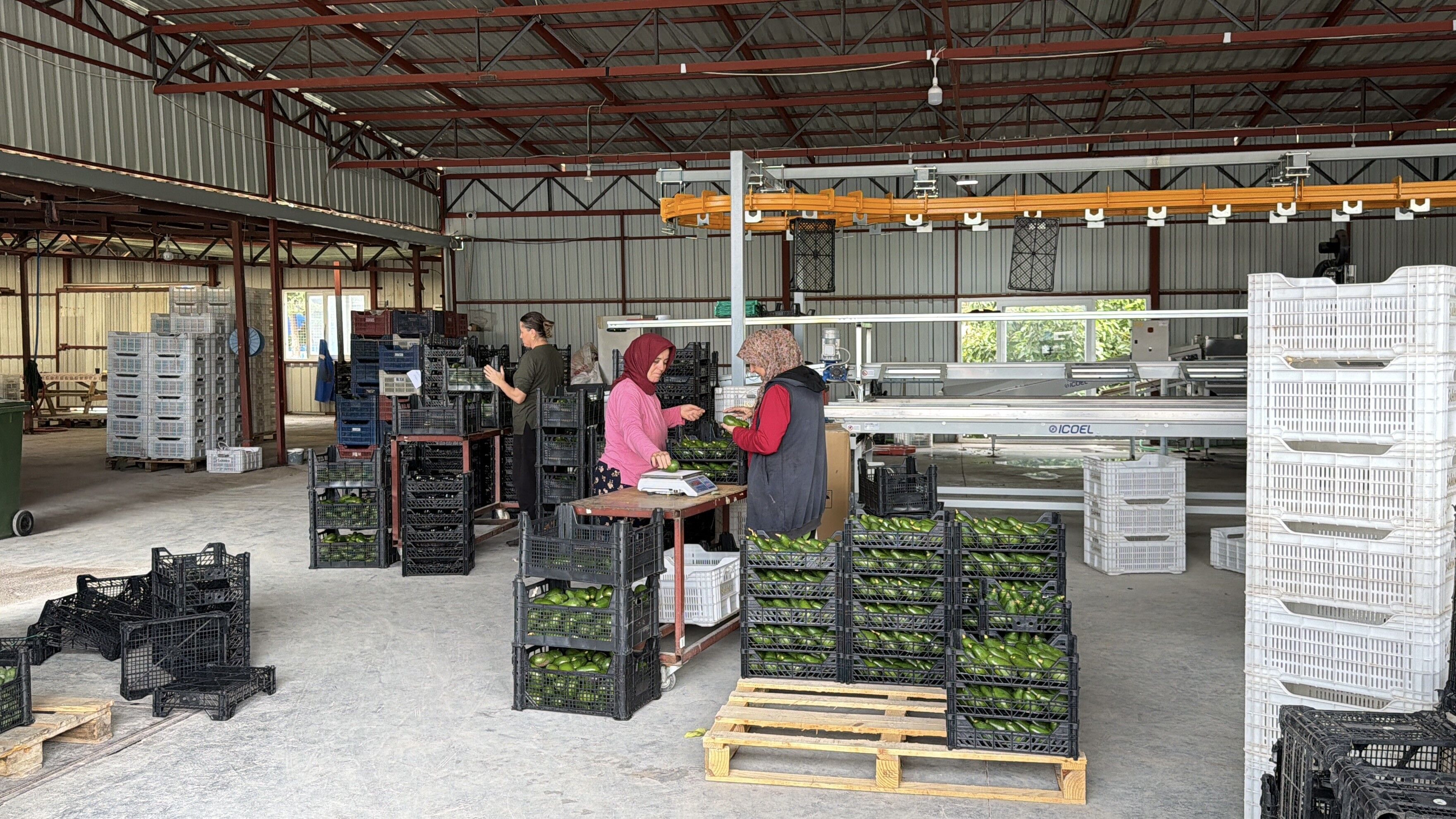70 Bin Adet Gazipaşa Avokadosu Gürcistan Yollarında (1)