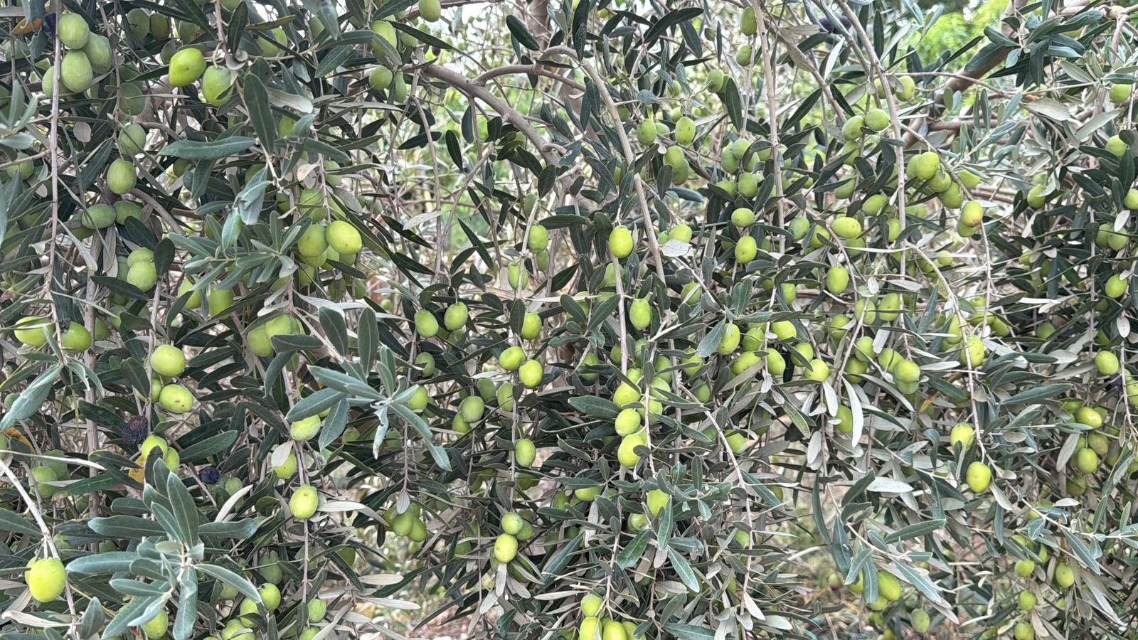 Alanya'da Üretici Zeytini Toplamaktan Vazgeçecek! Zeytinyağı Tehlikede (1)