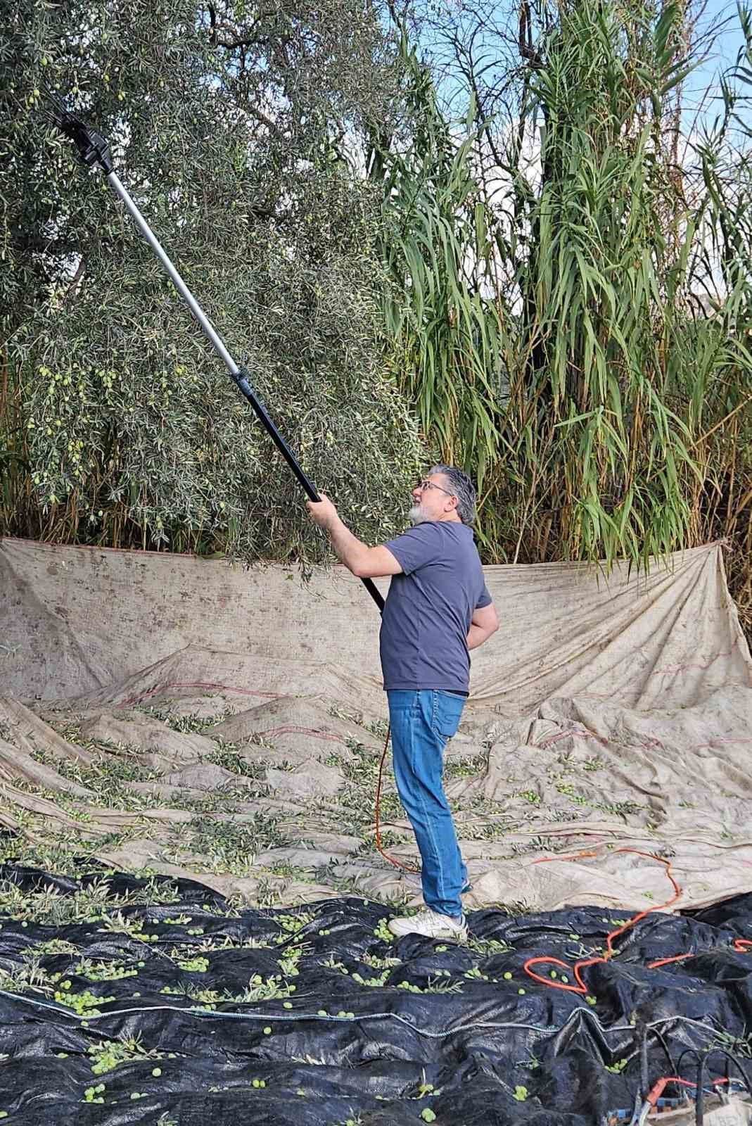 Alanya'da Üretici Zeytini Toplamaktan Vazgeçecek! Zeytinyağı Tehlikede (2)