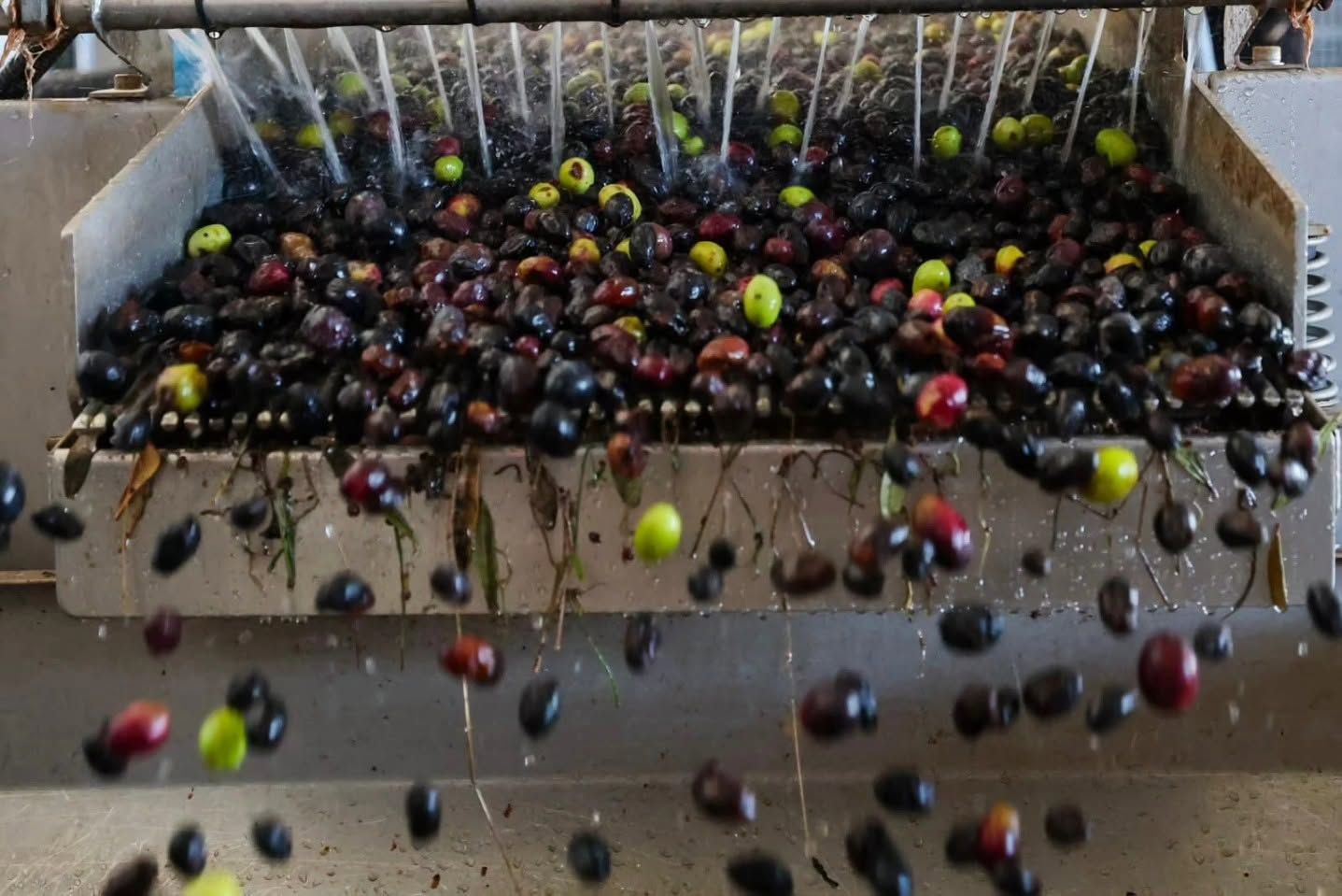 Alanya'da Üretici Zeytini Toplamaktan Vazgeçecek! Zeytinyağı Tehlikede (5)