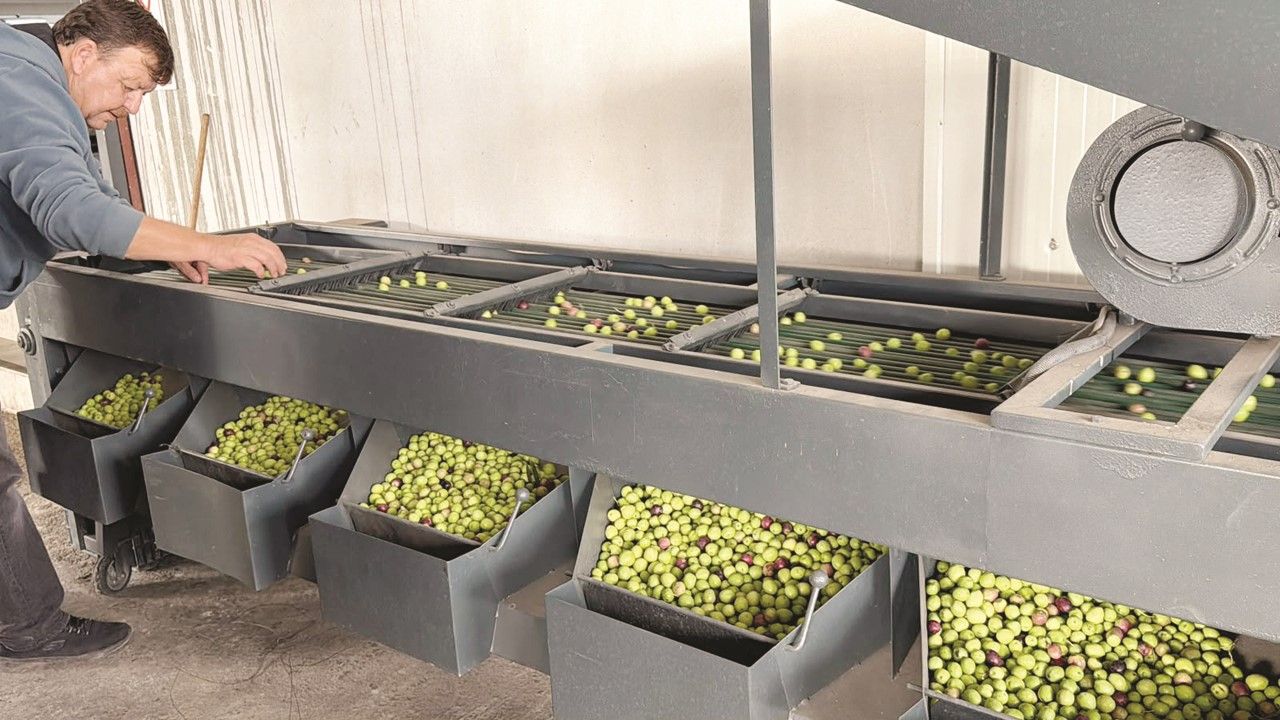 Alanya'da Üretici Zeytini Toplamaktan Vazgeçecek! Zeytinyağı Tehlikede (8)