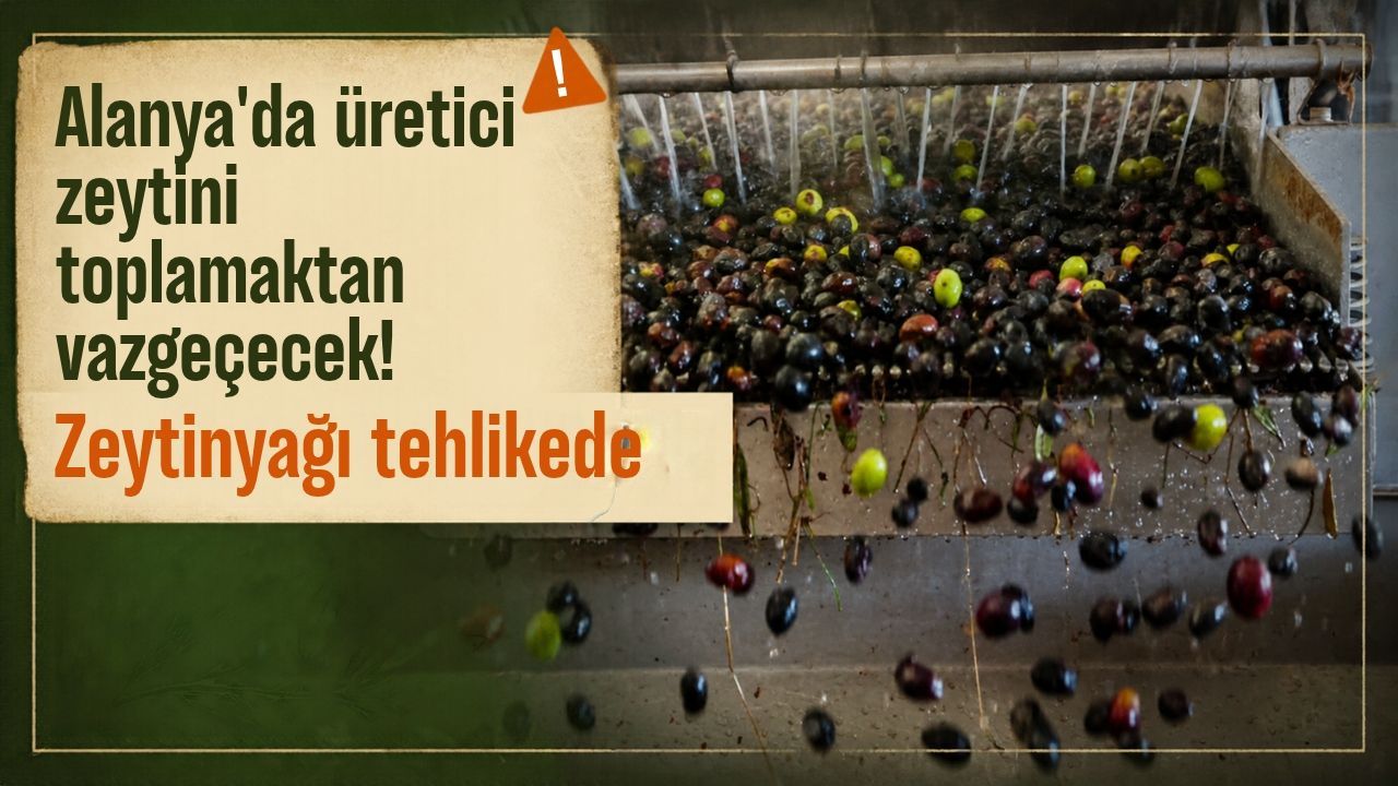 Alanya'da üretici zeytini toplamaktan vazgeçecek! Zeytinyağı tehlikede