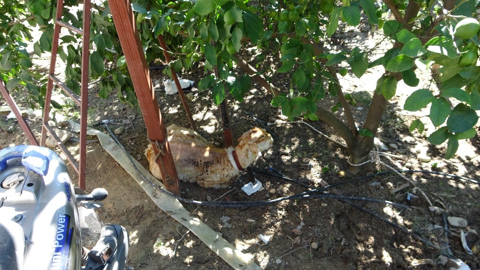 Antalya'da Ahır Yangını 5 Hayvan Telef Oldu (4)