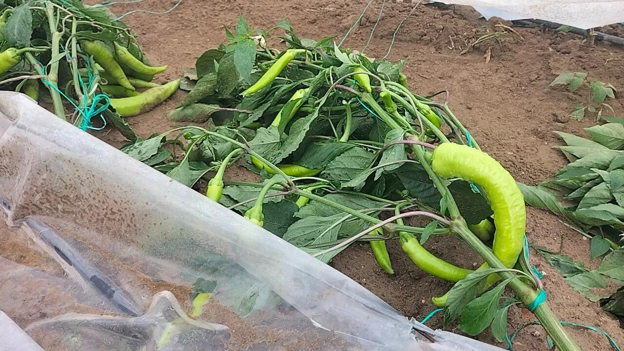 Antalya'da Hortum Yıktı Geçti! Karada Sera Bırakmadı (4)