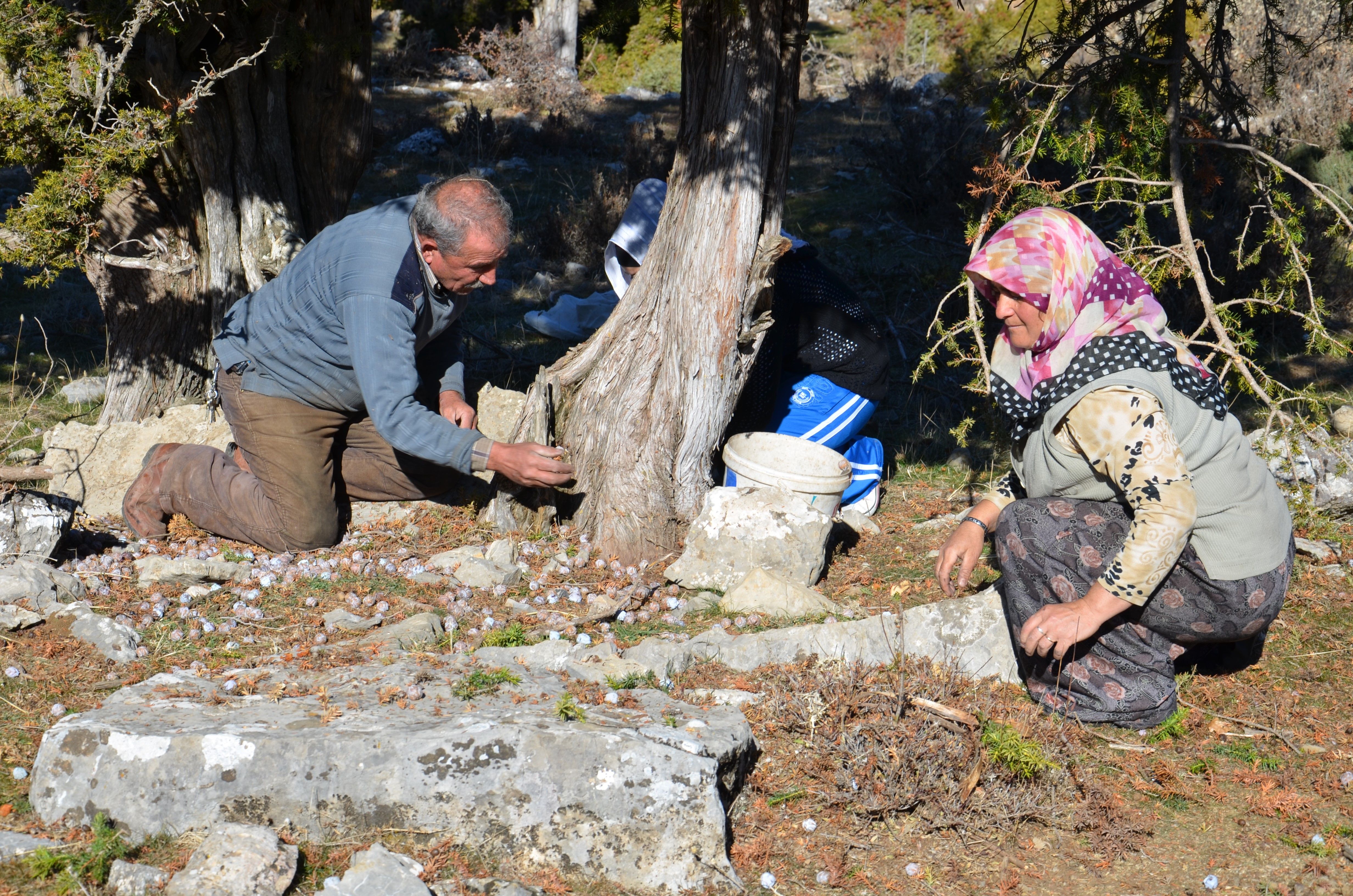 Antalya'da Pekmez Mesaisi Başladı! Andız Pekmezinin Kilo Fiyatı Belli Oldu (1)