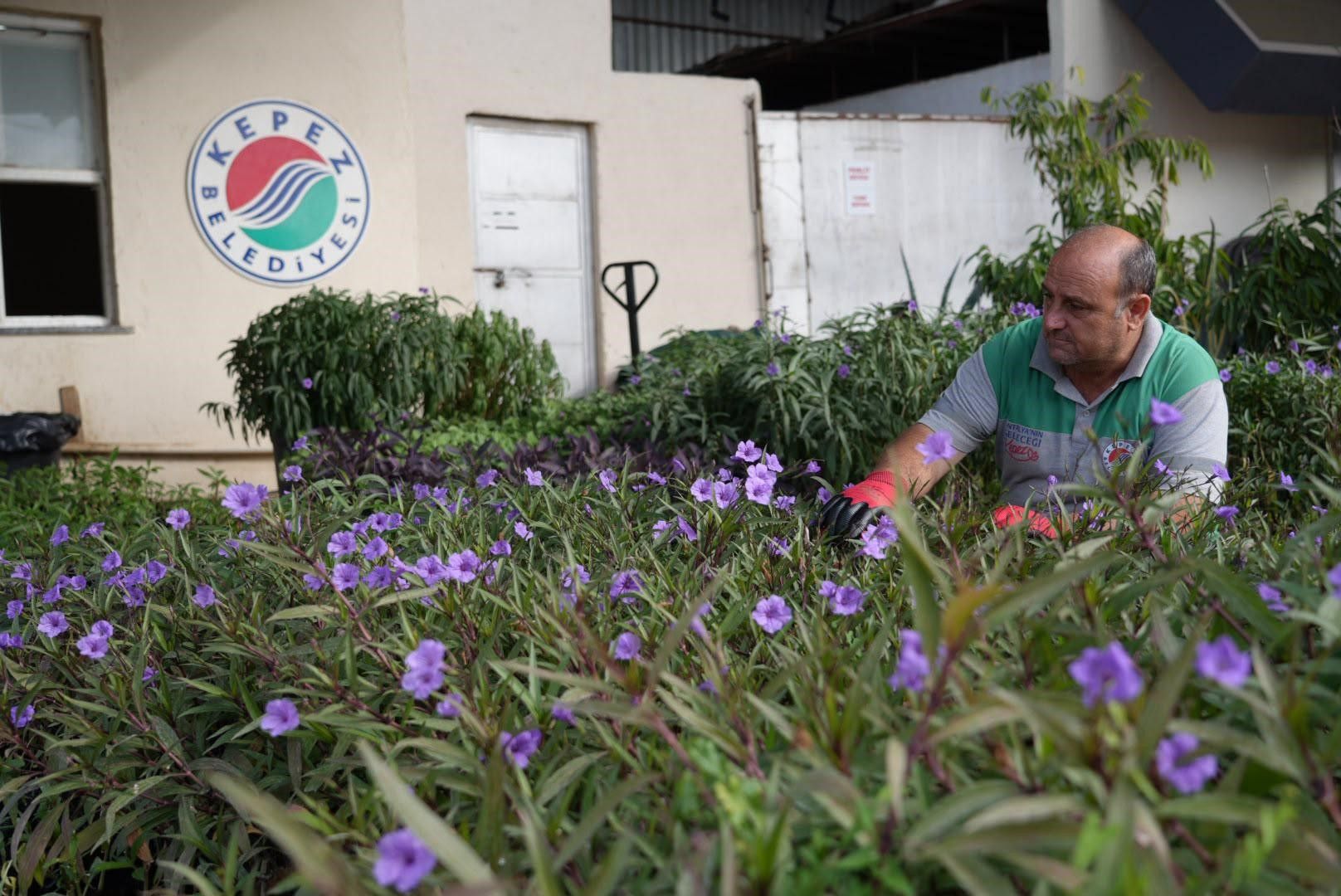 Antalya'nın O Ilçe Belediyesinin Dev Tesisinde Üretilen Çiçekler Evlere Ve Bahçelere Yağacak (1)