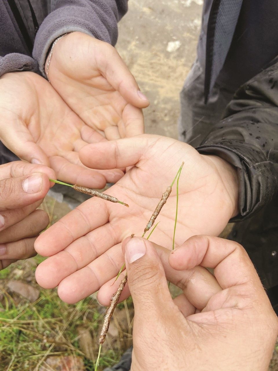 Gazipaşa’da Yumurta Koçanları Tek Tek Toplanıyor (2)