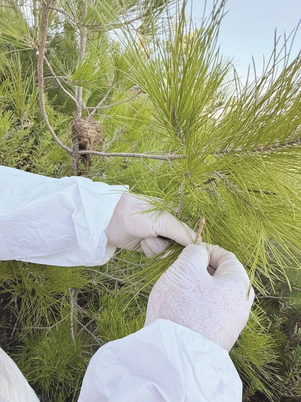 Gazipaşa’da Yumurta Koçanları Tek Tek Toplanıyor (4)