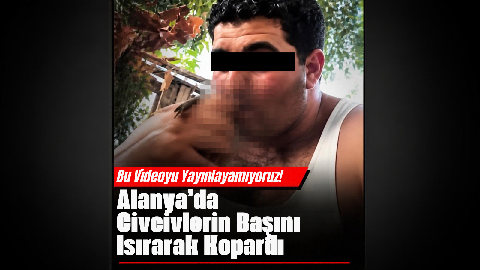 Bu videoyu yayınlayamıyoruz! Alanya'da civcivlerin başını ısırarak kopardı