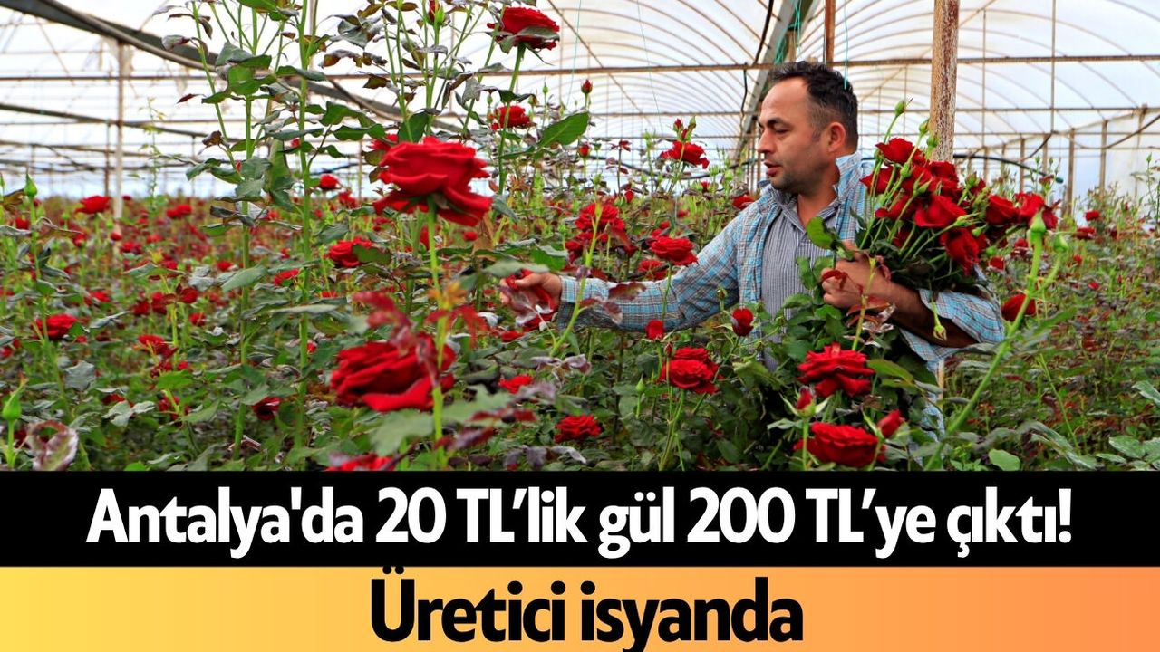 Antalya'da 20 TL’lik gül 200 TL’ye çıktı! Üretici isyanda
