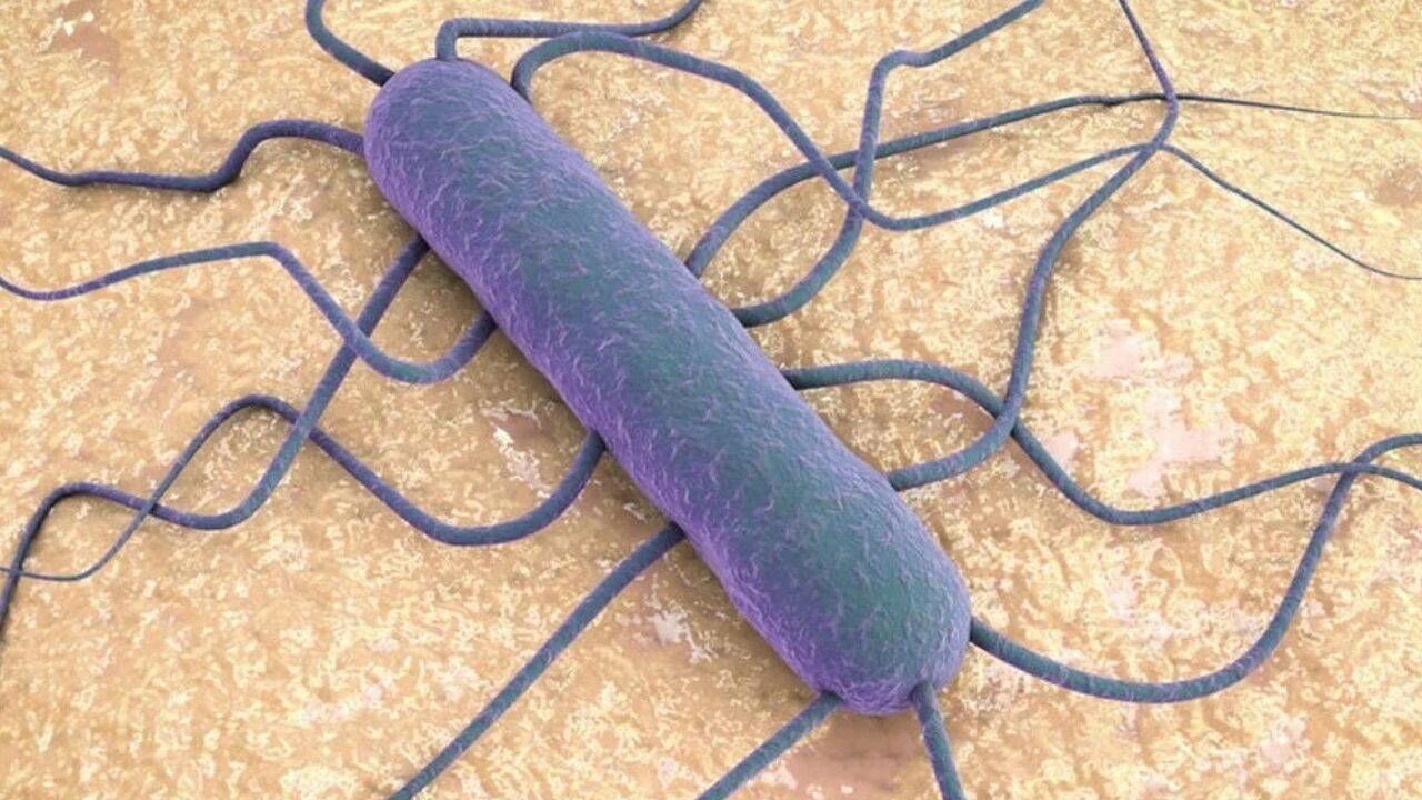 Listeria bakterisi hangi besinlerde bulunur, belirtileri nelerdir?