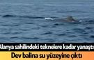 Alanya sahilindeki teknelere kadar yanaştı! Dev balina su yüzeyine çıktı