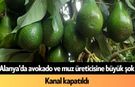 Alanya'da avokado ve muz üreticisine büyük şok