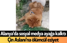 Alanya'da sosyal medya ayağa kalktı: Çin Aslanı'na ölümcül eziyet