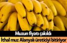 Muzun fiyatı çakıldı: İthal muz Alanyalı üreticiyi bitiriyor