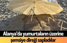 Alanya'da yumurtaların üzerine şemsiye direği sapladılar