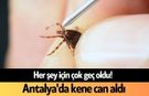 Antalya'da kene can aldı! Acı haber geldi