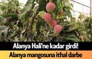 Alanya Hali'ne kadar girdi! Alanya mangosuna ithal darbe
