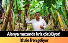 Alanya muzunda kriz çözülüyor! İthale fren geliyor